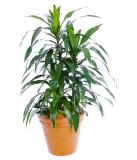 Happy Plant 'Janet Craig', dracaena compacta