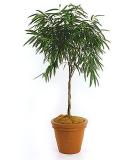 Ficus Sabre, longifolia